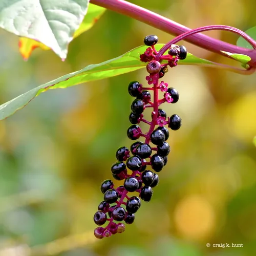 Inkberry