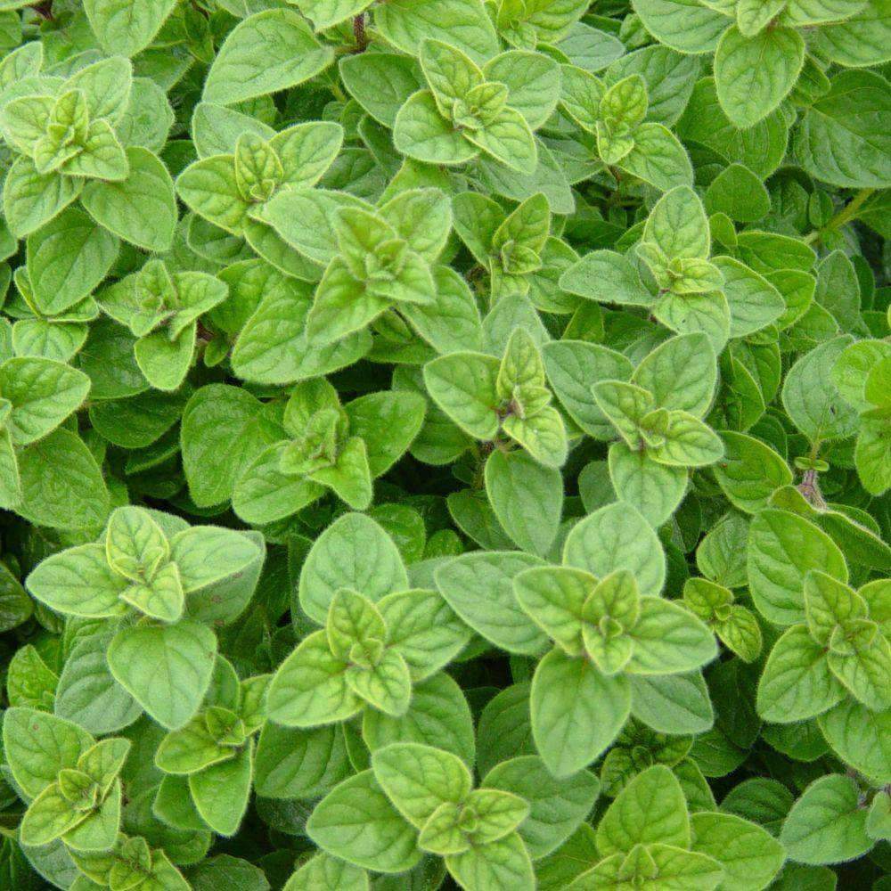 Italian oregano