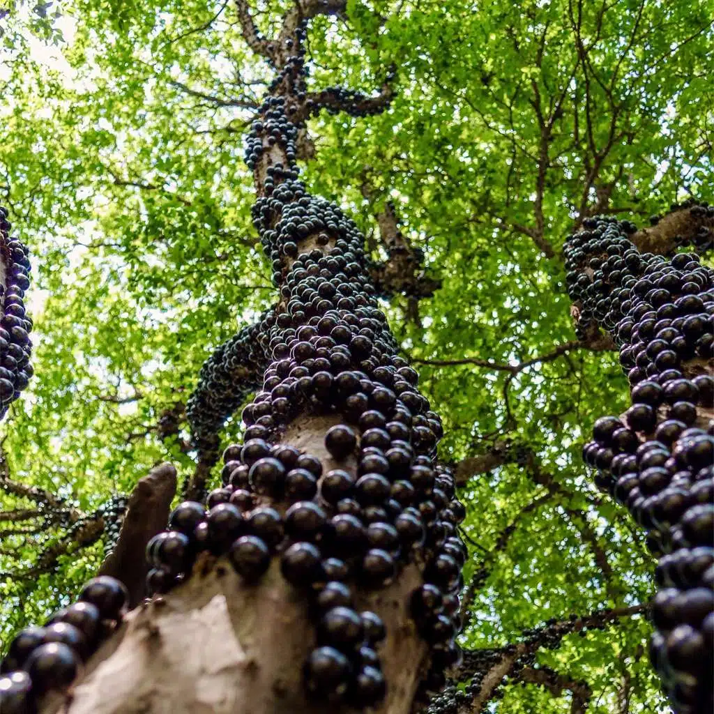 Jaboticaba