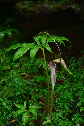 Jack-in-the-Pulpit