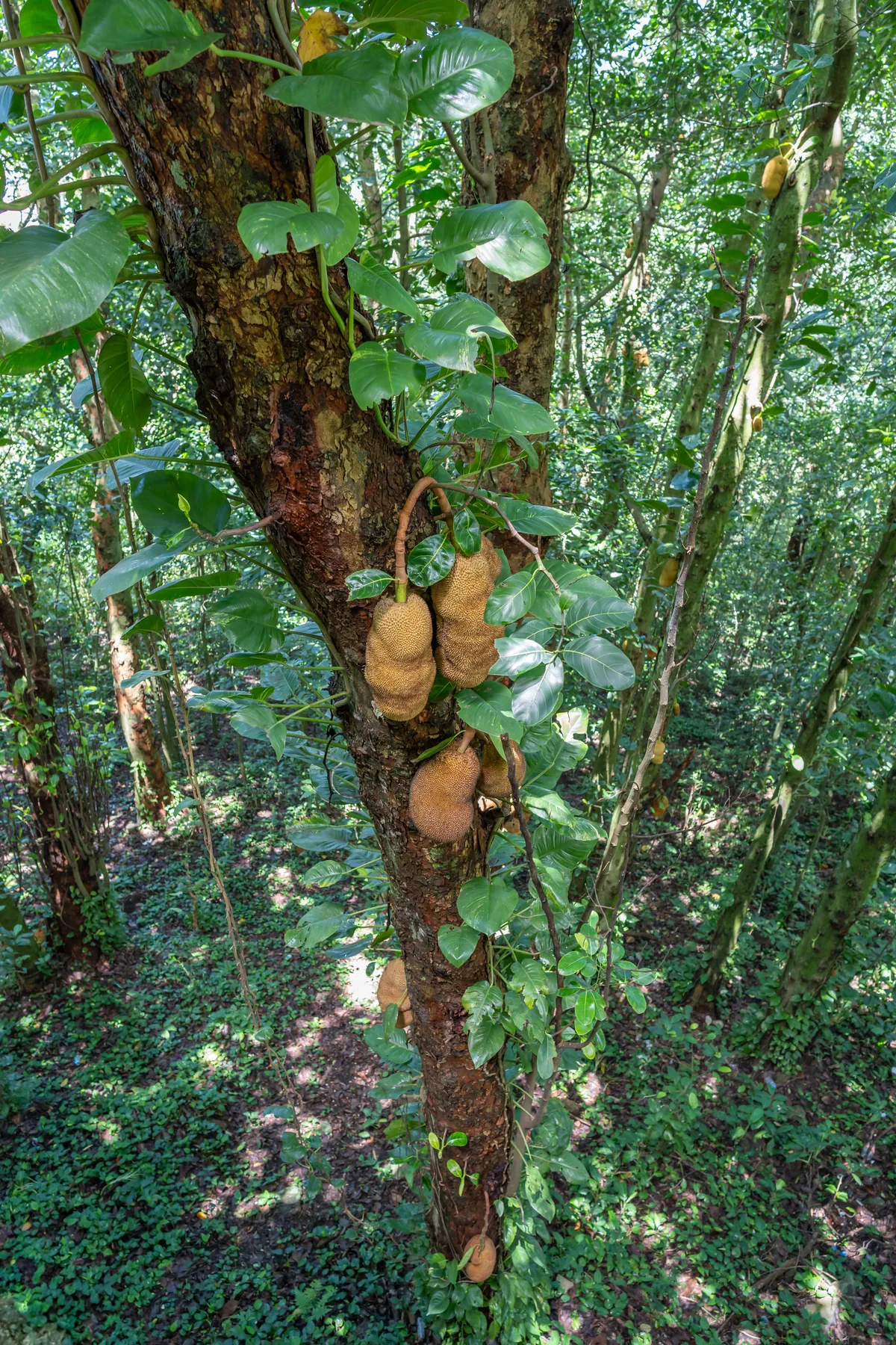 Jackfruit