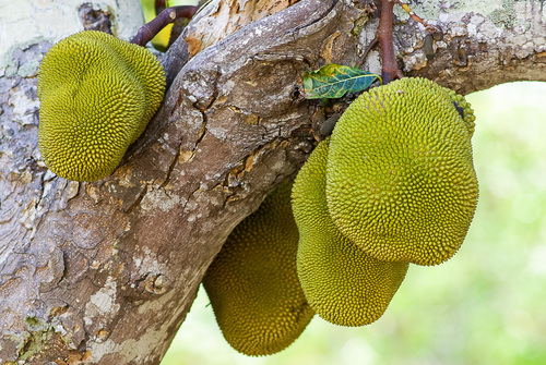 Jakfruit