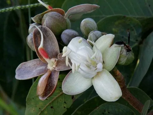 Jatoba