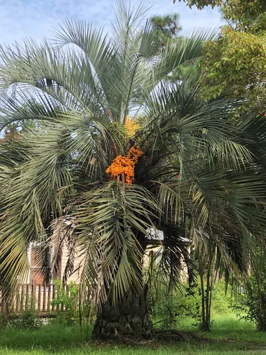 Jelly Palm