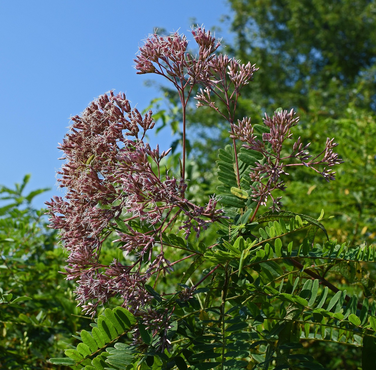 Joe Pye Weed