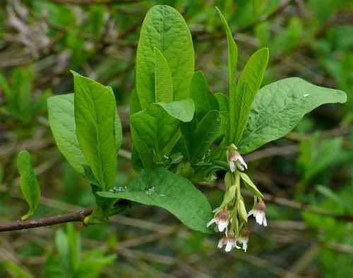 June Plum