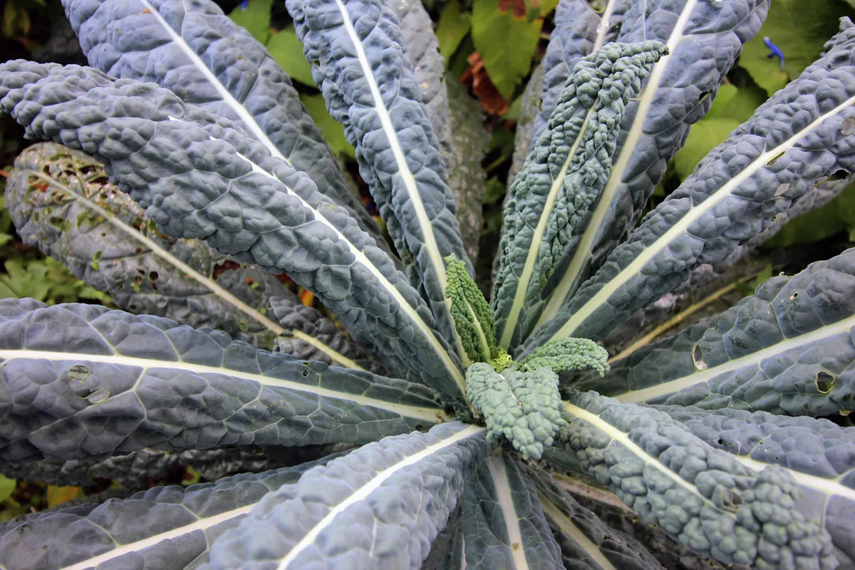 Kale