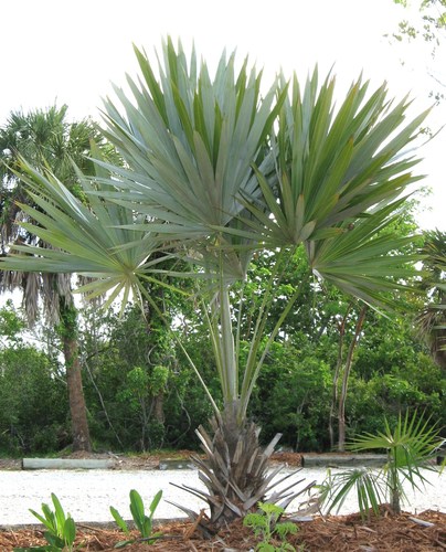 Key Thatch Palm