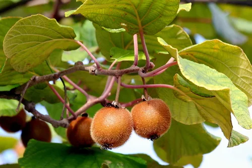 Kiwi