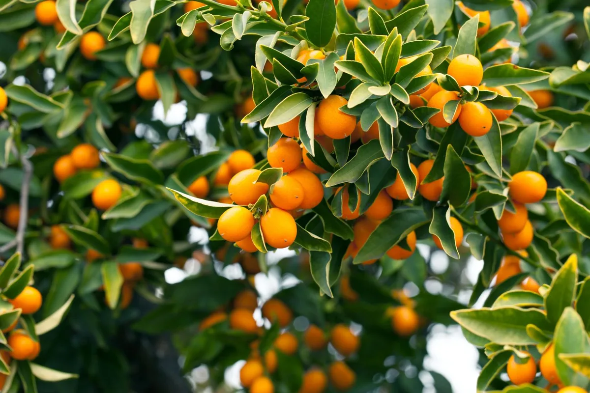 Kumquat