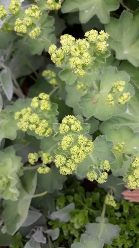 Lady's Mantle