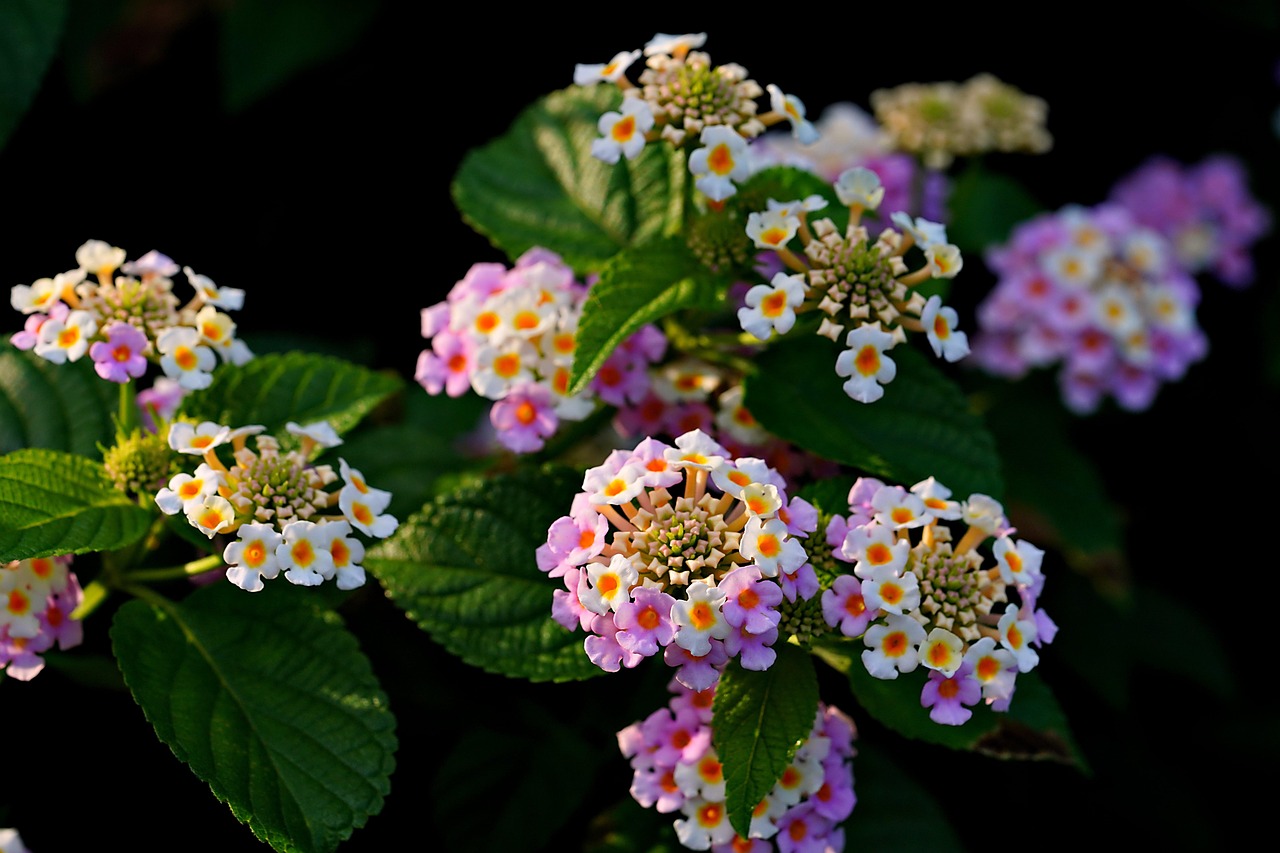 Lantana