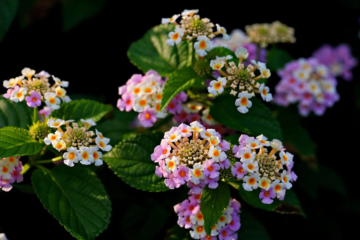 Lantana