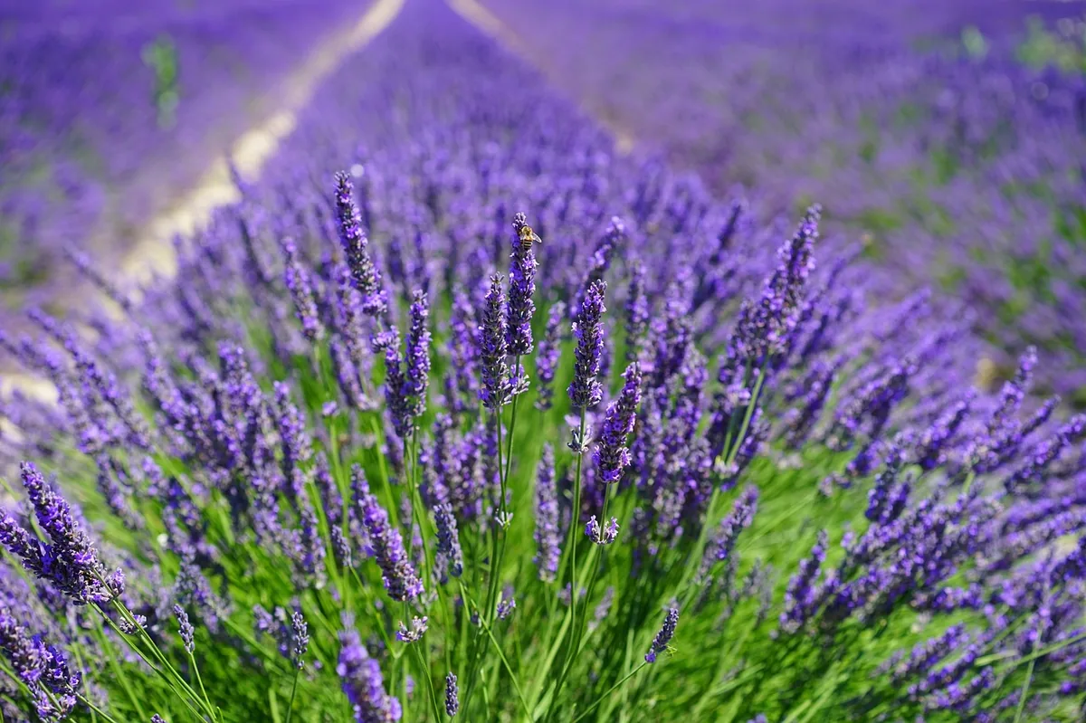 Lavender