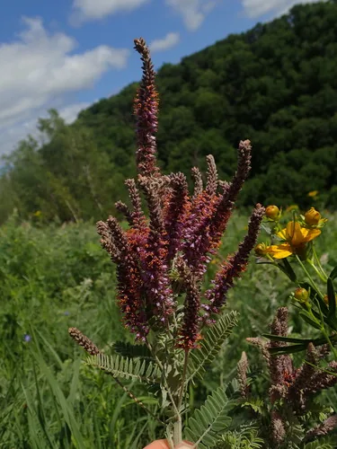 Lead Plant