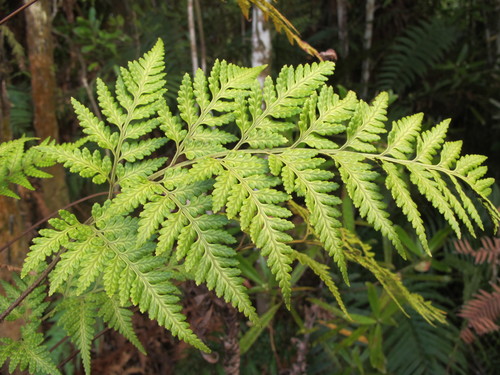 Leatherleaf Fern