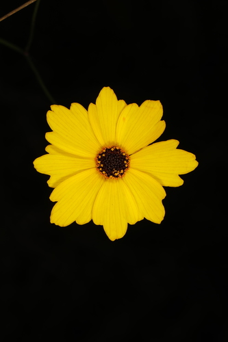 Leavenworth's Tickseed