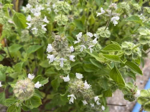 Lemon Basil