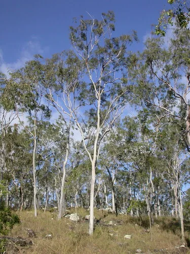 Lemon Eucalyptus