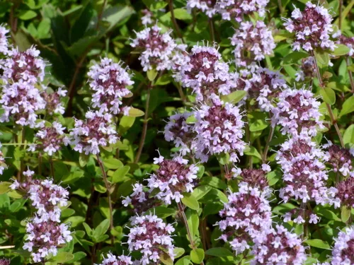 Lemon Thyme