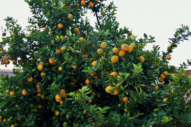Lemon Tree