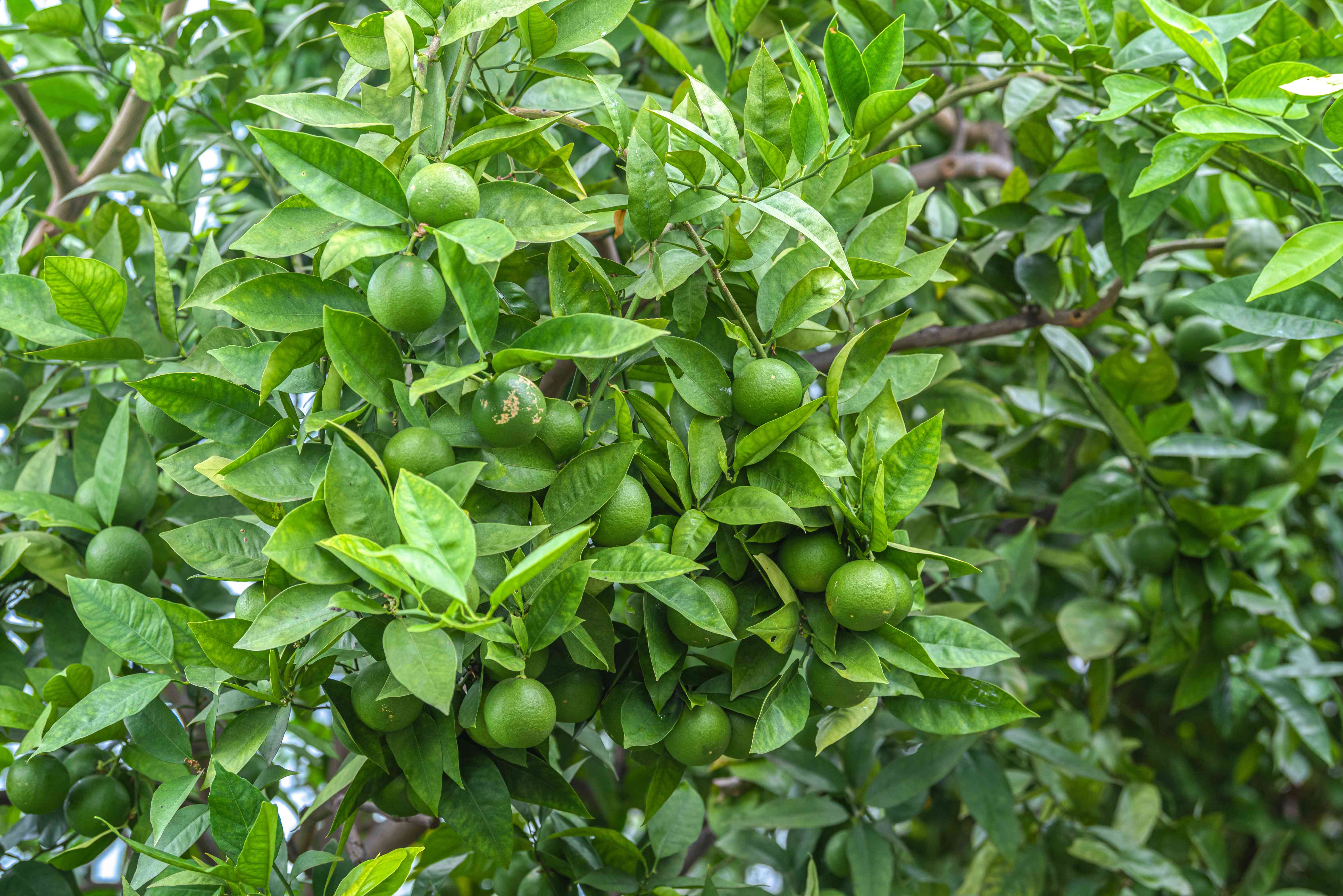 Lime Tree
