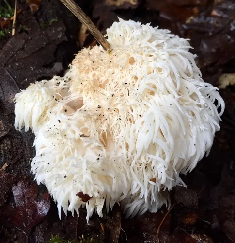 Lion's Mane