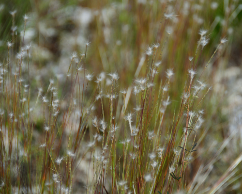 Little Bluestem