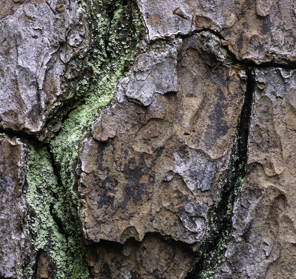 Loblolly Pine