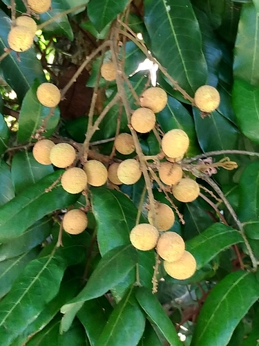 Longan