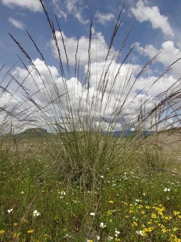Longawn Muhly