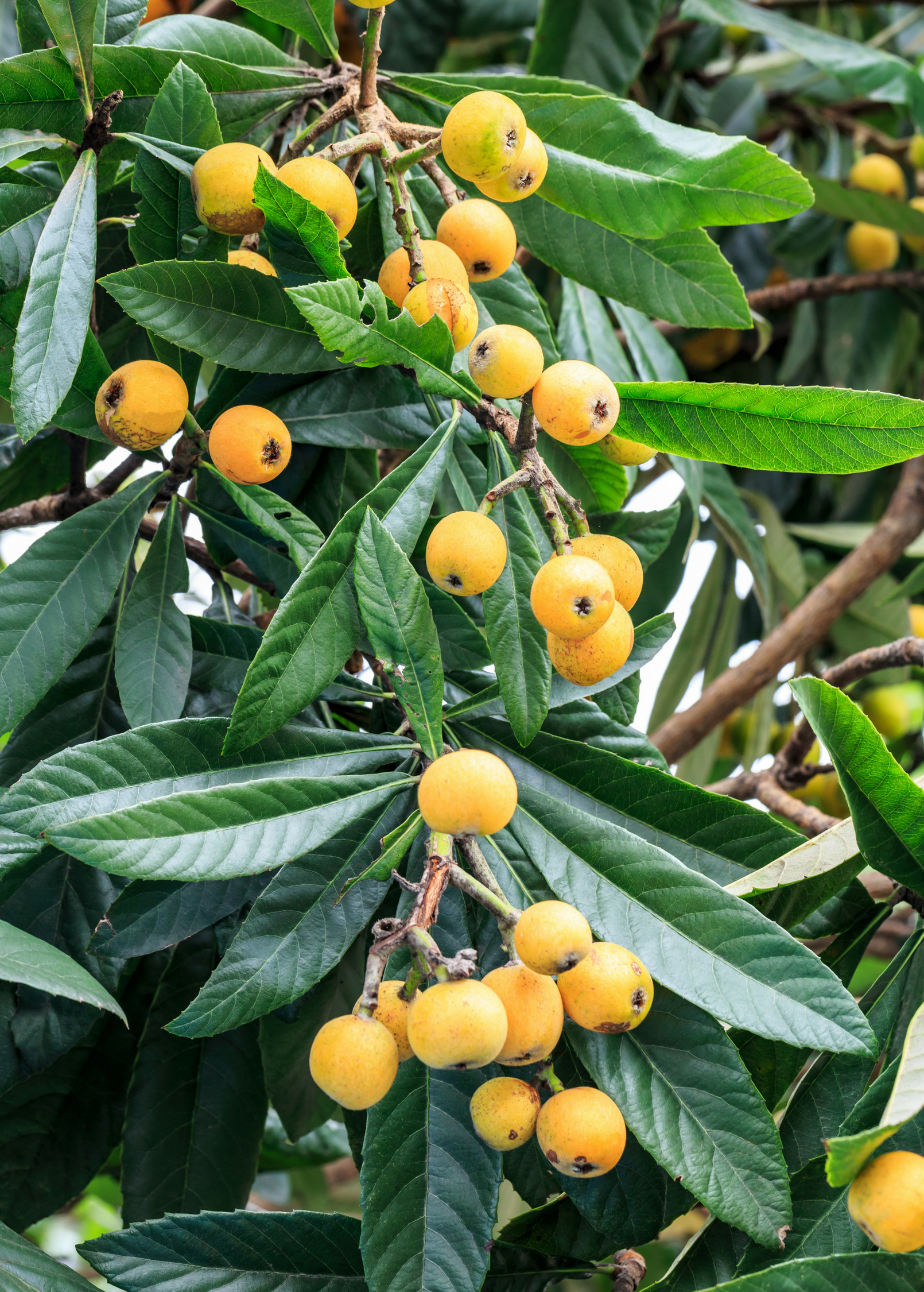 Loquat