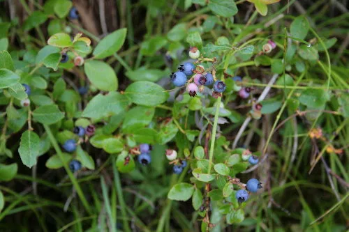 Lowbush Blueberry