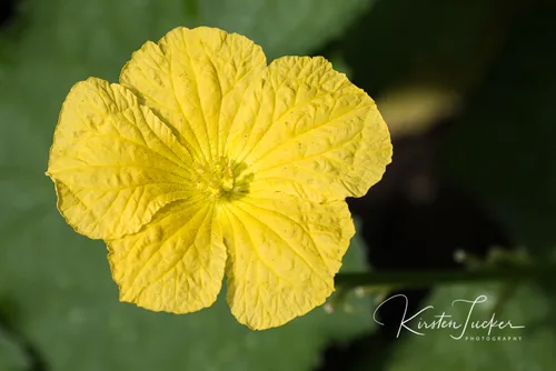 Luffa