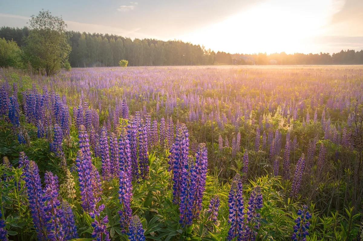 Lupine