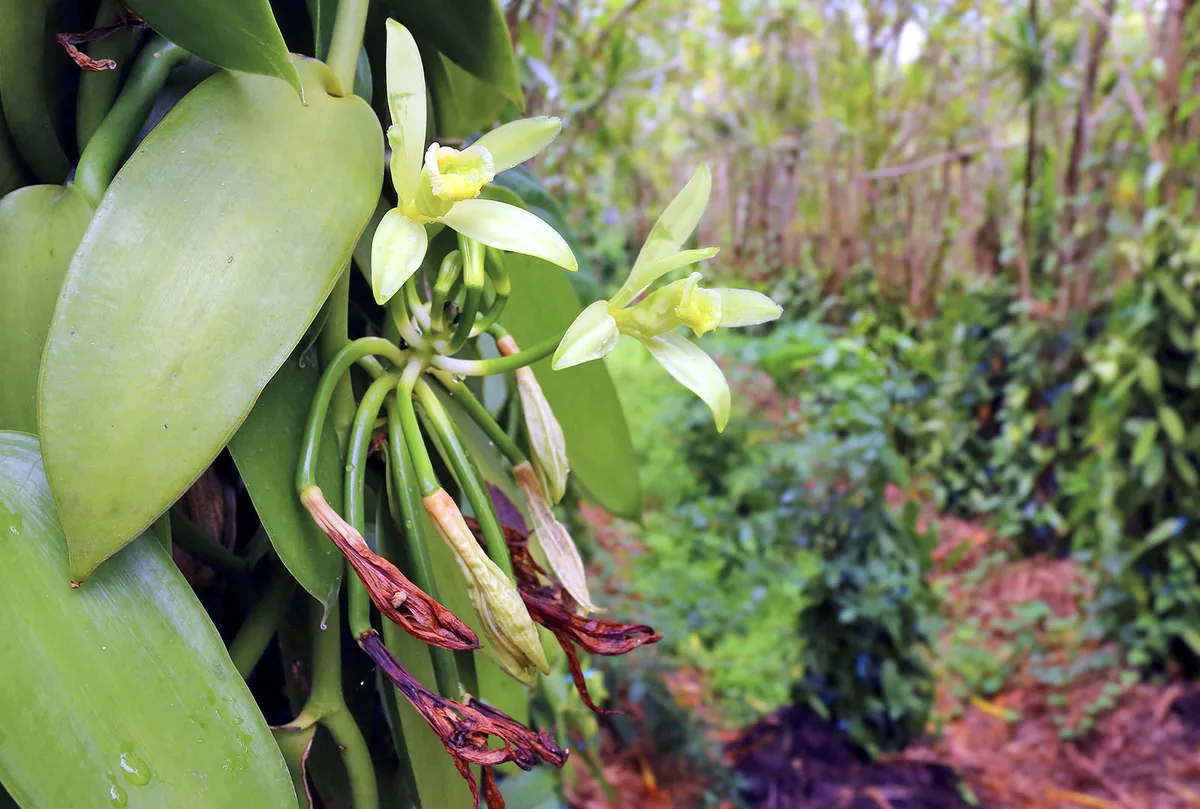 Madagascar Vanilla
