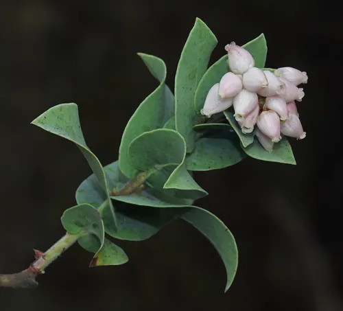 Madrone