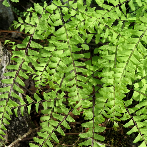 Maidenhair Fern