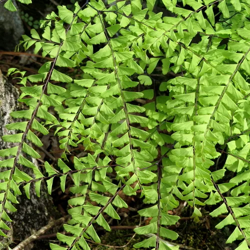 Maidenhair Fern