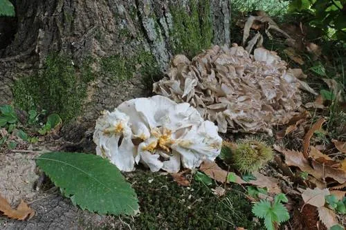 Maitake