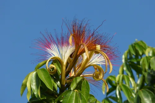 Malabar Chestnut