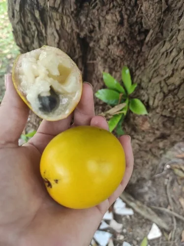 Mamey Sapote