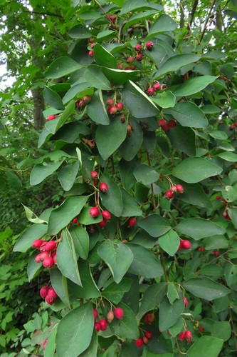 Many Flowered Cotoneaster