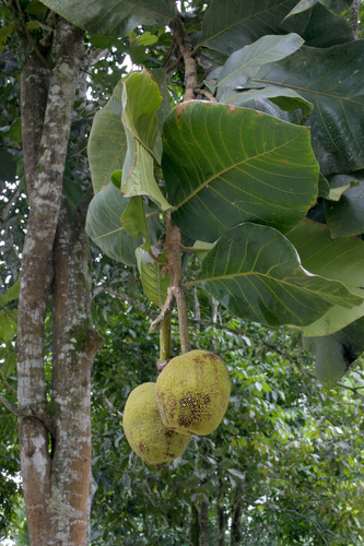 Marang Fruit