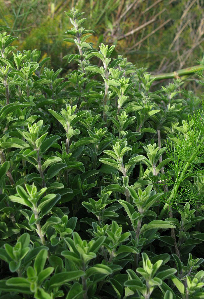 Marjoram