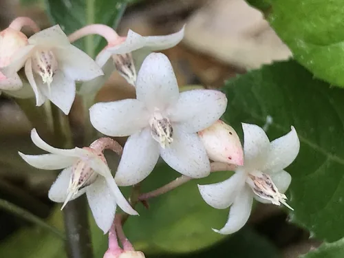 Marlberry