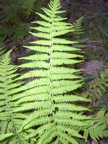 Marsh Fern