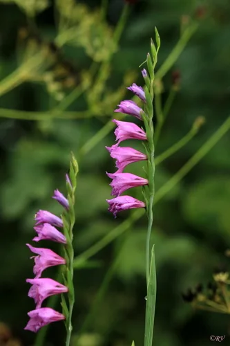 Marsh Gladiolus