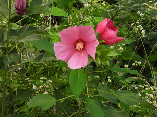 Marsh Hibiscus