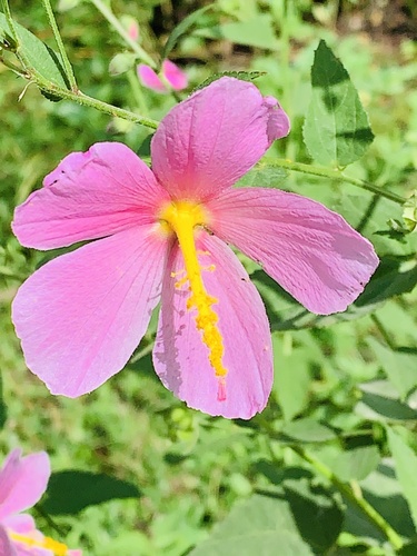Marsh Mallow